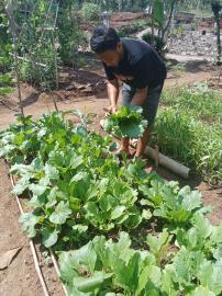 Lawan Stunting dari Pekarangan dengan Optimalisasi 3K (Kebun Kandang dan Kolam)